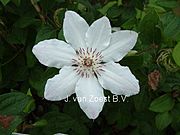 Clematis 'James Mason'