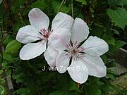 Clematis 'Jan Pawel II'