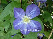 Clematis 'Jenny'