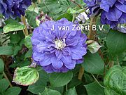 Clematis 'Kiri Te Kanawa'