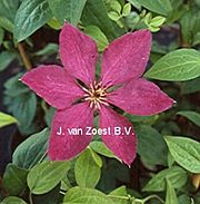Clematis 'Kommerei'