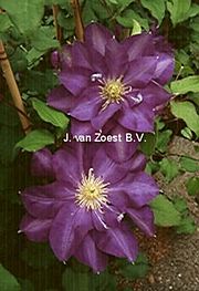 Clematis 'Kunpuh'