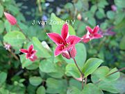Clematis texensis 'Ladybird Johnson'