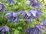 Clematis macropetala 'Lagoon'