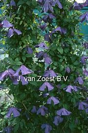 Clematis viticella 'Little Bas'