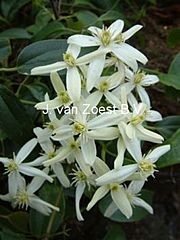 Clematis armandii 'Little White Charm'