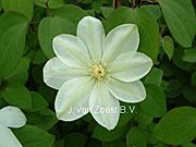 Clematis 'Mary-Claire'