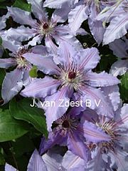Clematis 'Masquerade'