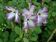 Clematis viticella 'Minuet'