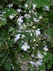 Clematis 'Mrs Robert Brydon'