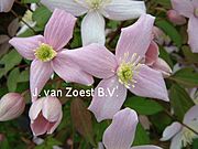 Clematis montana 'Odorata'