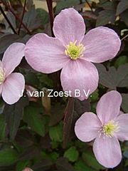 Clematis montana 'Olga'