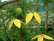 Clematis tangutica 'Orange Peel'