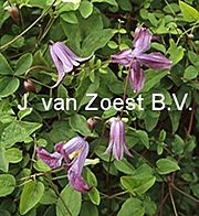 Clematis viticella 'Pendragon'