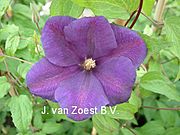 Clematis 'Perrins Pride'