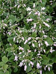 Clematis heracleifolia 'Pink Dwarf'