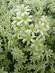 Clematis 'Pixie'
