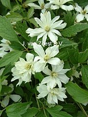 Clematis montana 'Pleniflora'