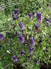 Clematis 'Roguchi'
