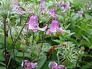 Clematis integrifolia 'Rosea'