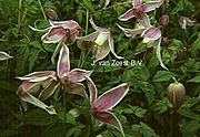 Clematis alpina 'Rosy Pagoda'