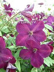 Clematis viticella 'Royal Velours'
