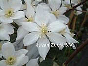 Clematis armandii 'Snowdrift'