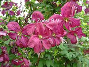 Clematis viticella 'Sodertalje'