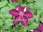 Clematis 'Stasik'