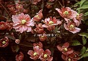 Clematis 'Sunrise PBR'