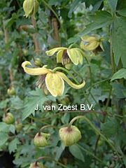 Clematis 'Tibetan Gem'