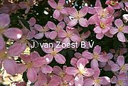 Clematis montana 'Vera'
