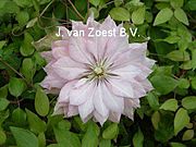 Clematis 'Violet Elizabeth'