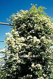 Clematis 'Western Virgin'