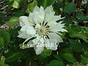 Clematis 'Yukiokoshi'