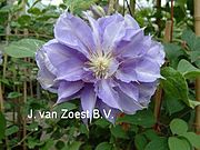 Clematis 'Yvette Houry'