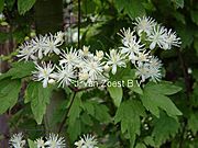 Clematis 'apiifolia'