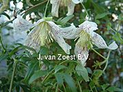 Clematis 'cirrhosa var. balearica'