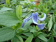 Clematis 'integrifolia'