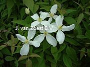 Clematis 'montana'