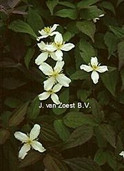 Clematis 'montana var. wilsonii'