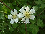 Clematis 'potaninii'