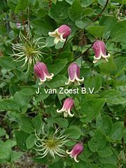 Clematis 'viorna'