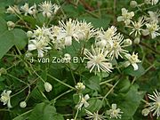 Clematis 'vitalba'