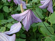 Clematis 'viticella'