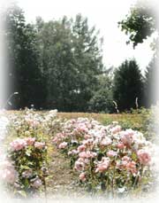 Hier vermehren wir unsere Historischen Rosen - Durch das rauhe Klima im Allgäuer Freiland sind diese bestens abgehärtet