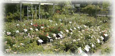 Bei uns erhalten Sie sowohl in der Gärnterei in Memmingen wie im Internet eine grosse Auswahl an Historischen Rosen, Ergänzt durch Englische und Moderne Strauch- und Kletterrosen