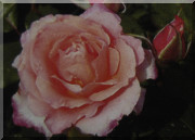 Rosier Mademoiselle Yvonne (syn. Rosalia)