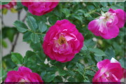 Rosier Therese