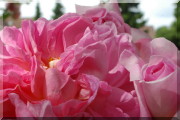 Rosier Sophie Charlotte